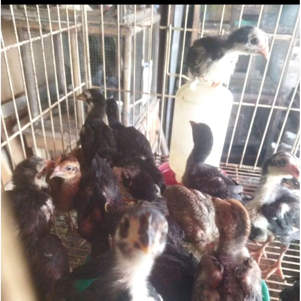 Ayam Kampung Asli Usia 1 Bulanan ( Sudah vaksin)