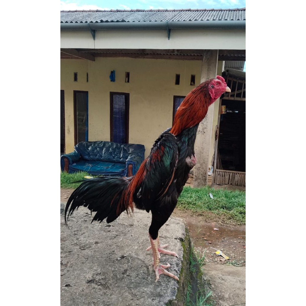 ayam jago,bahan,jajangkar,bakakak/BK,Mangon,BK,kelasik