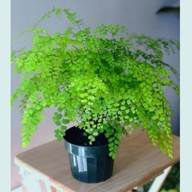 Tanaman Hias Pakis Suplir - Poho Pakis Suplir