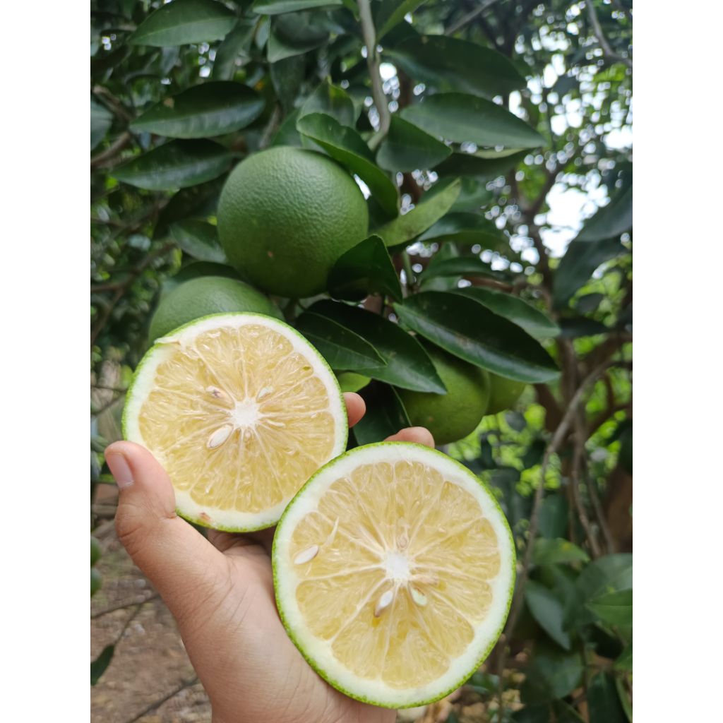 Jeruk Sunkist / Sunkist hijau (harga satuan / harga perbiji)