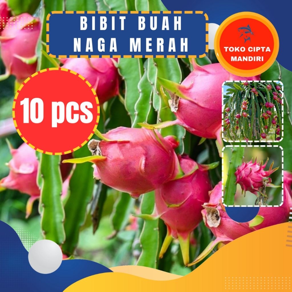 bibit buah naga super red 10 pcs bibit buah naga segar bibit buah naga siap tanam bibit buah naga me