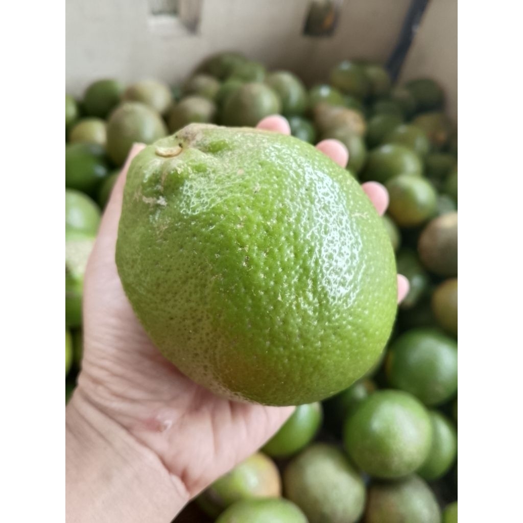jeruk lemon california hijau fresh/segar 1kg