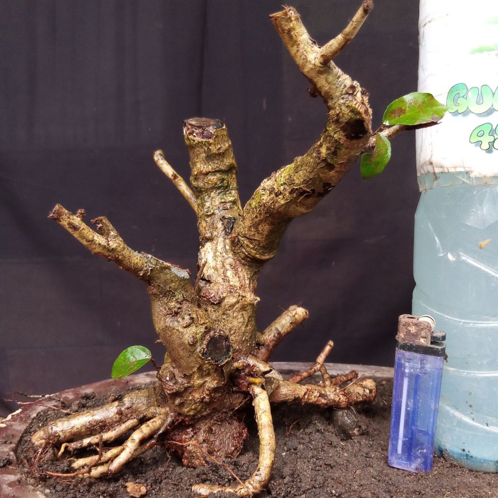 Bahan Bonsai Walikukun Formal Bogel Small Size Real Pict