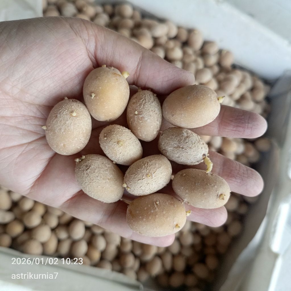 Bibit kentang Granola L g0 (telur puyuh)