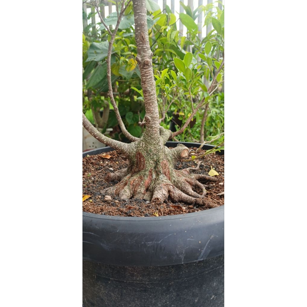 Bahan bonsai kimeng mame