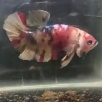 Hiasan Plakat Galak, Cupang Plakat Multi Color