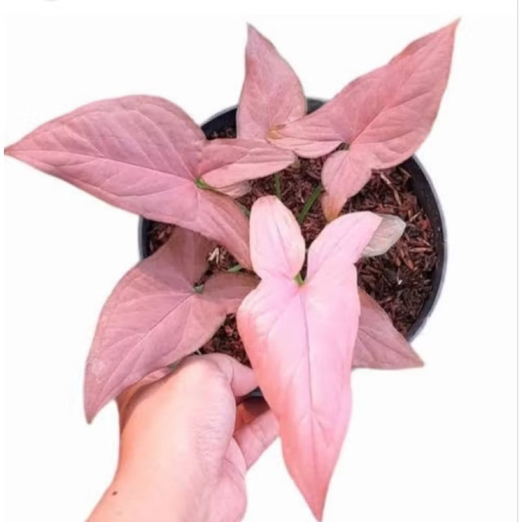Tanaman Hias Syngonium Pink Daun Pink Segar tanaman syngonium pink-tanaman hias gantung merambat-tan