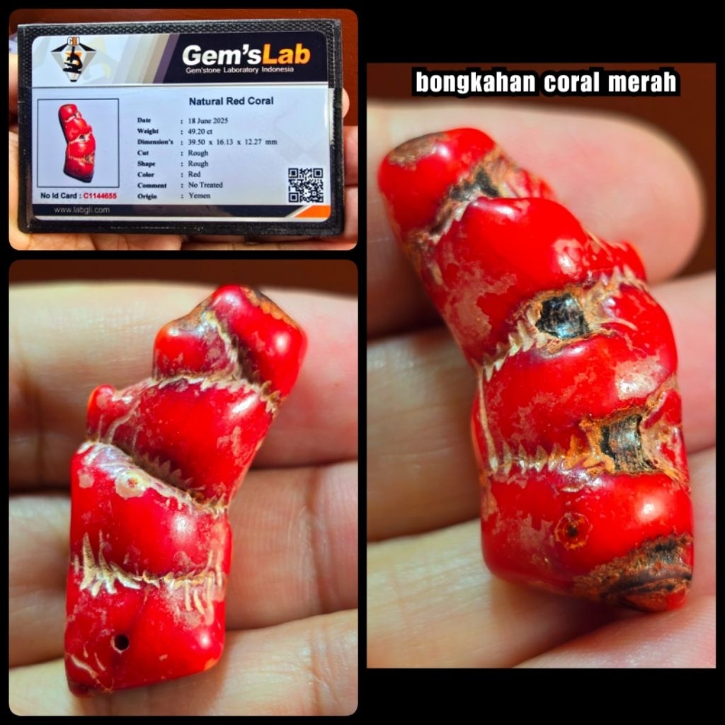 batu Marjan merah asli super montok ( alami rough )