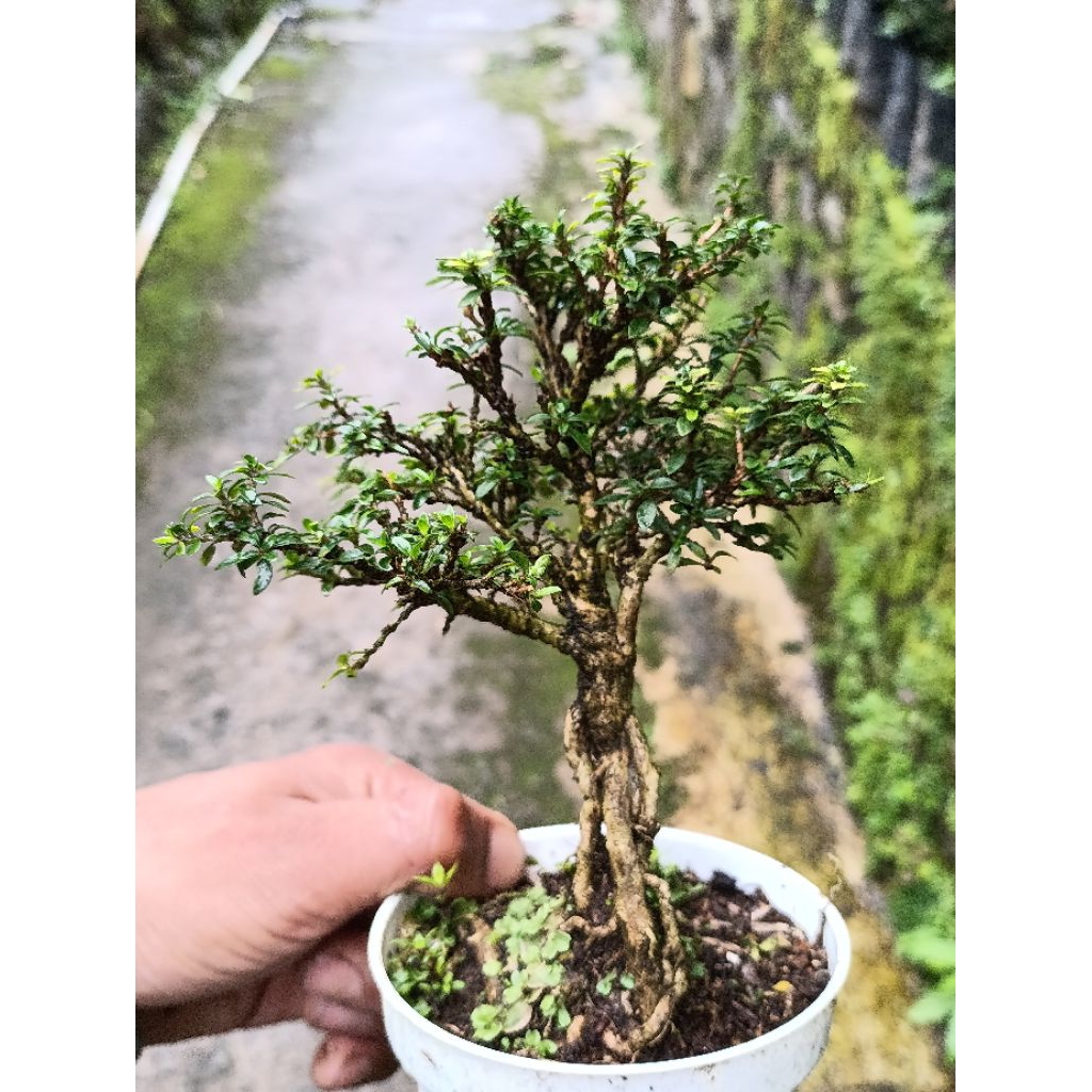 bahan bonsai serissa /seribu bintang karakter