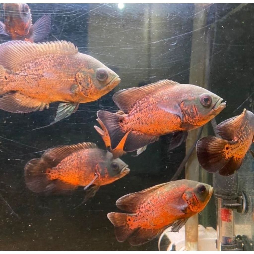 Oscar Tembaga Red Copper 6cm