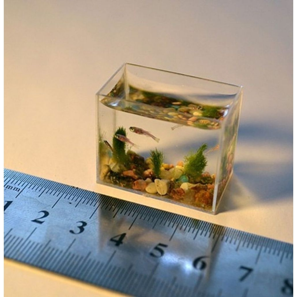 akuarium minimalis ikan hias