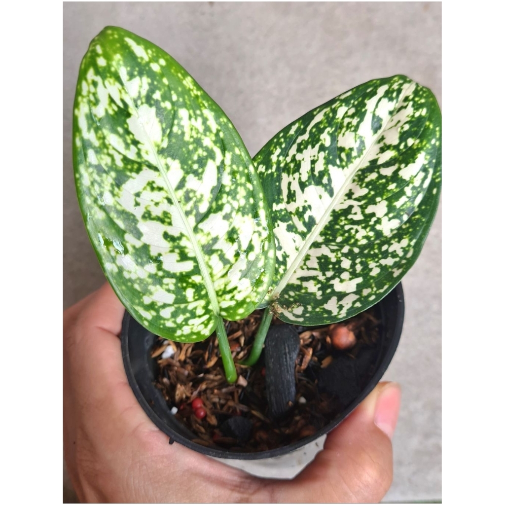 Aglaonema Aglonema Big Leaf