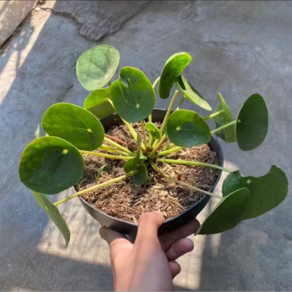 Tanaman Hias pilea peperomioides  chinese money