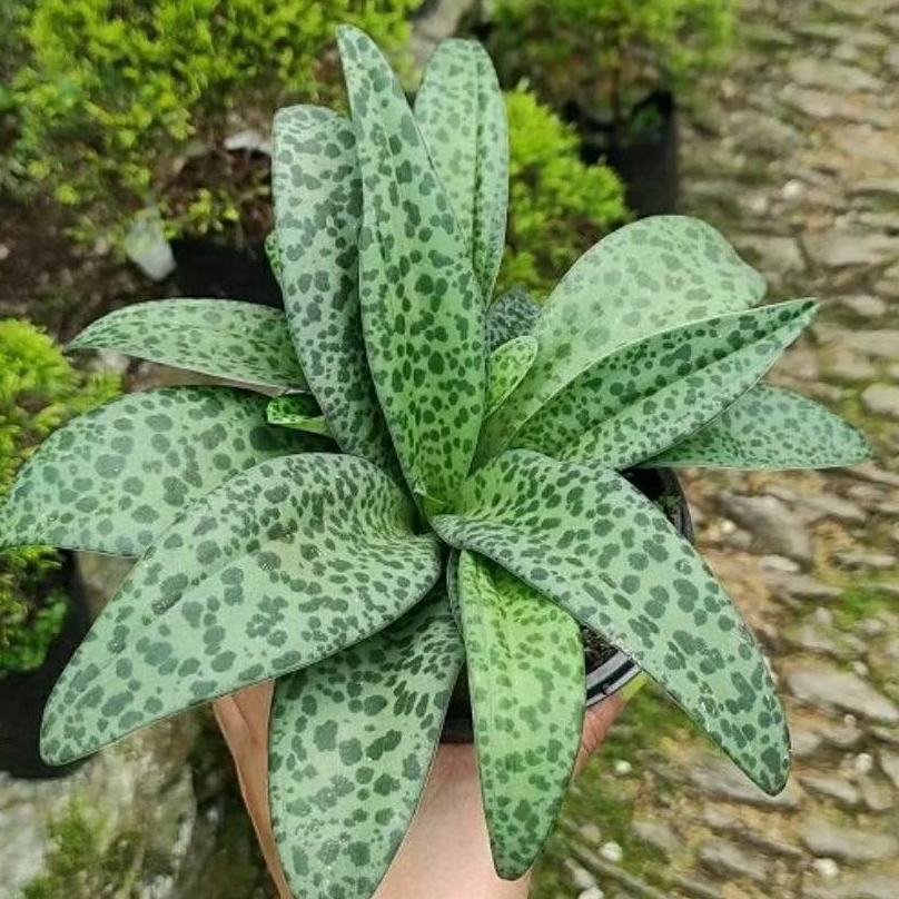 Tanaman hias lidah katak — Sekulen lidah katak