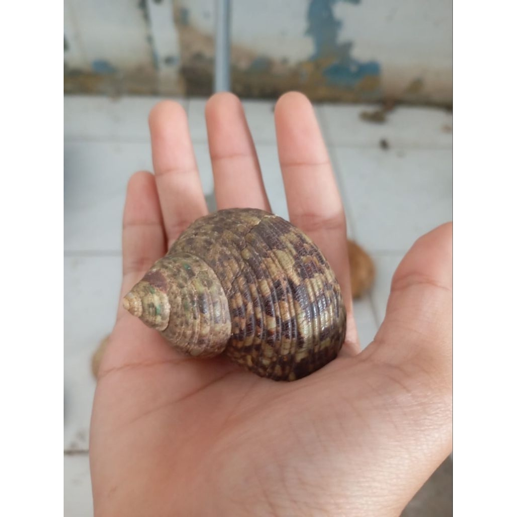 KELOMANG/KEONG HIDUP BRAVY MERAH 1PCS