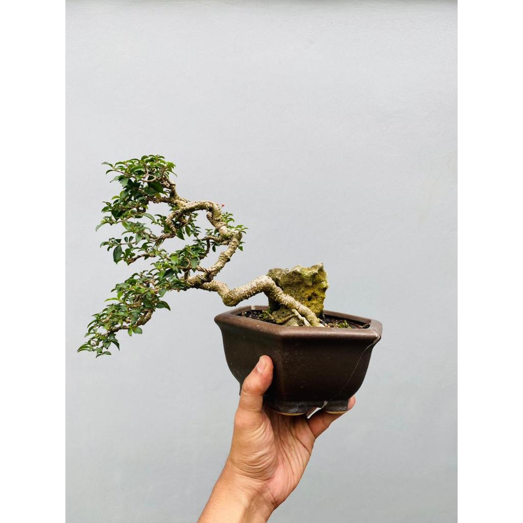 Bonsai Sakura Micro Mame Siap Pajang
