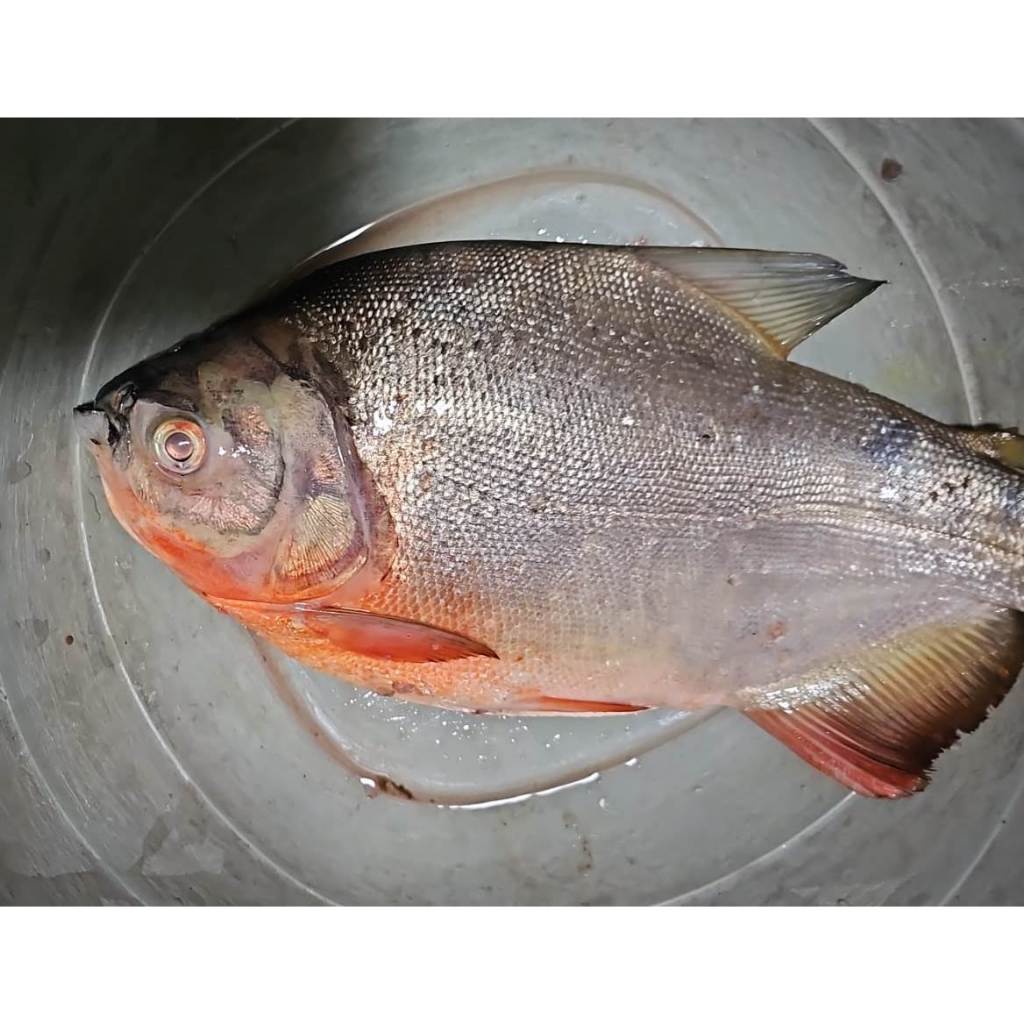 FRESH HIDUP IKAN BAWAL JUMBO UKURAN 1 KG PER EKOR KHUSUS SEMARANG