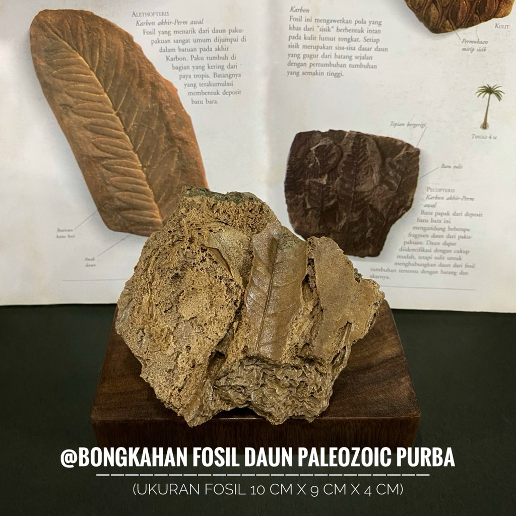Bongkahan Fosil Daun Paleozoic Purba Natural E4 atau Fosil Daun Jurasic atau Fossil Leaf atau Fosil 