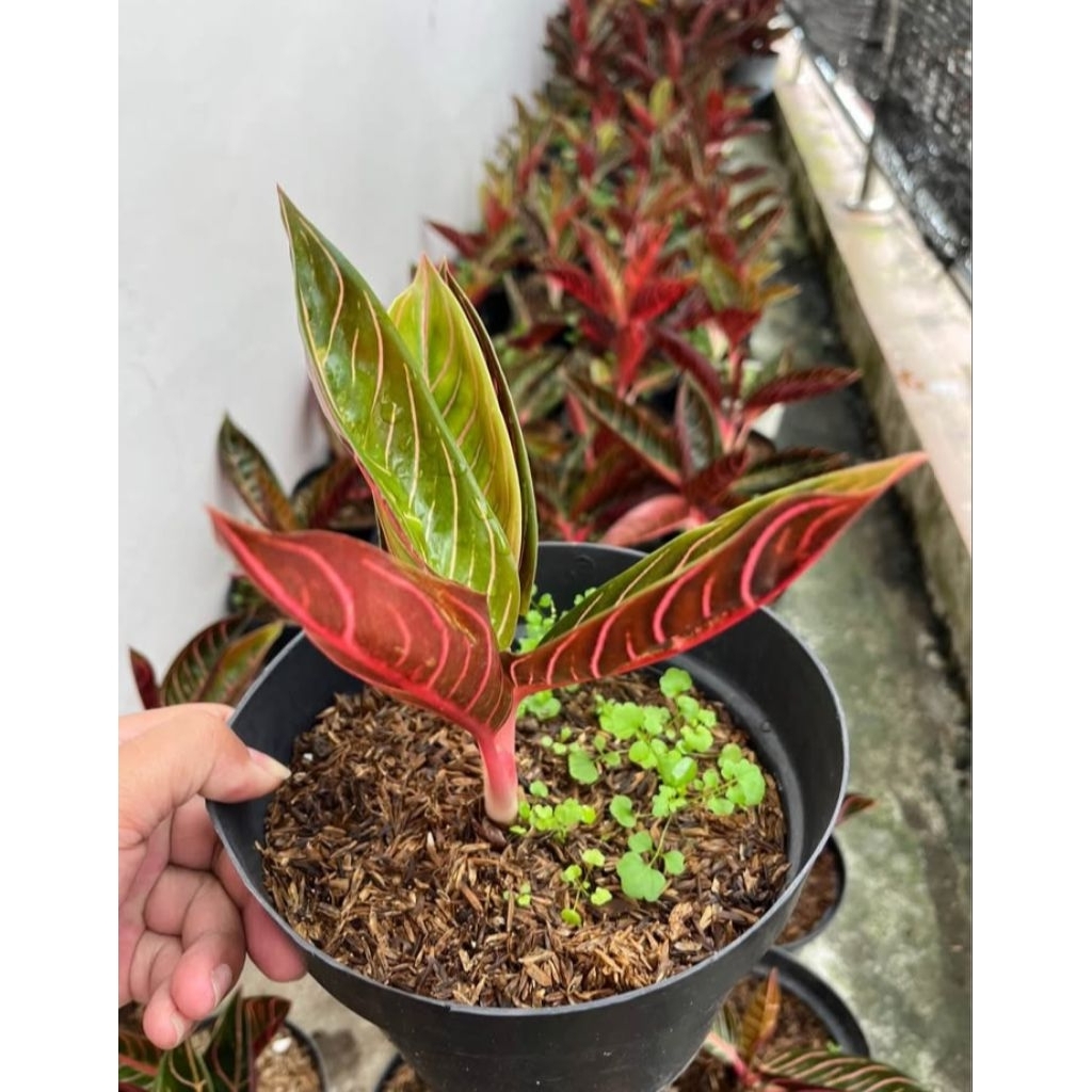 aglonema red Sumatra berkualitas original termurah dan terlaris