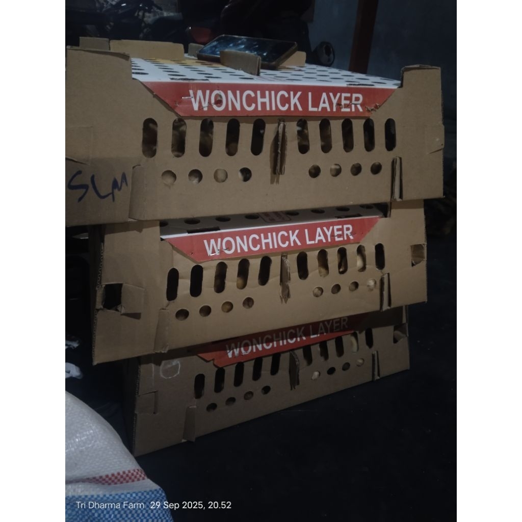 doc layer petelur (laying hens)