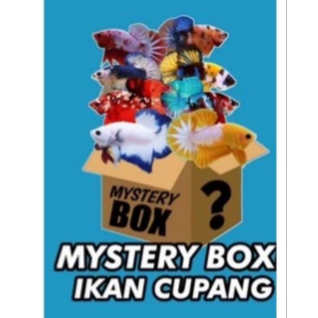 mister box 1 ikan