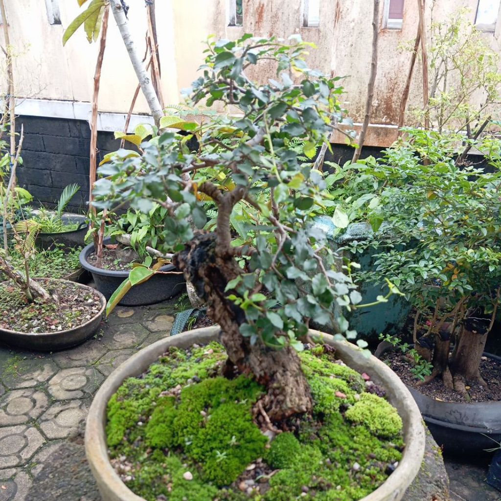 Bibit Bonsai Mame Rimbun - Bahan Serut Hidup, Mudah Dirawat, Siap Tanam