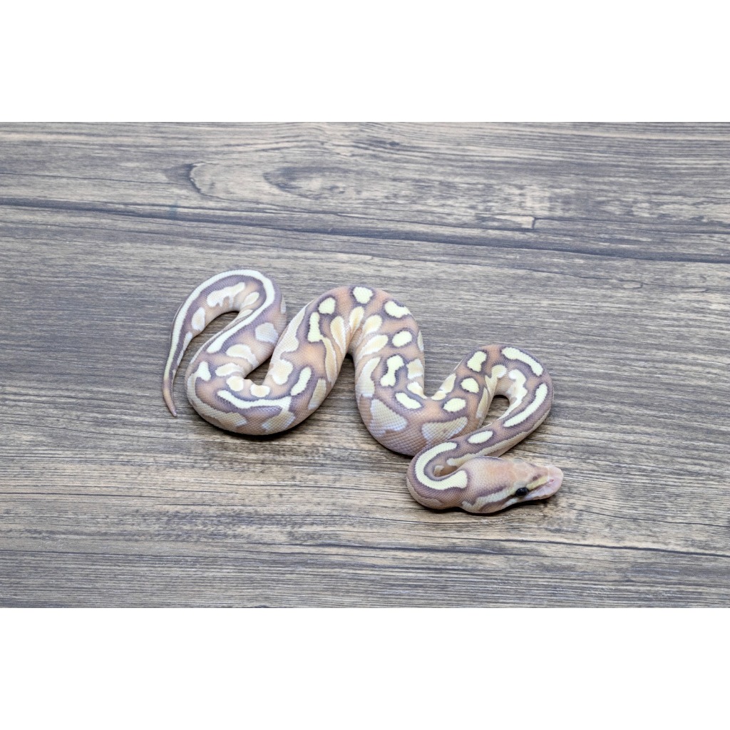 Ballpython Banana Redstripe Lesser Het Clown Female