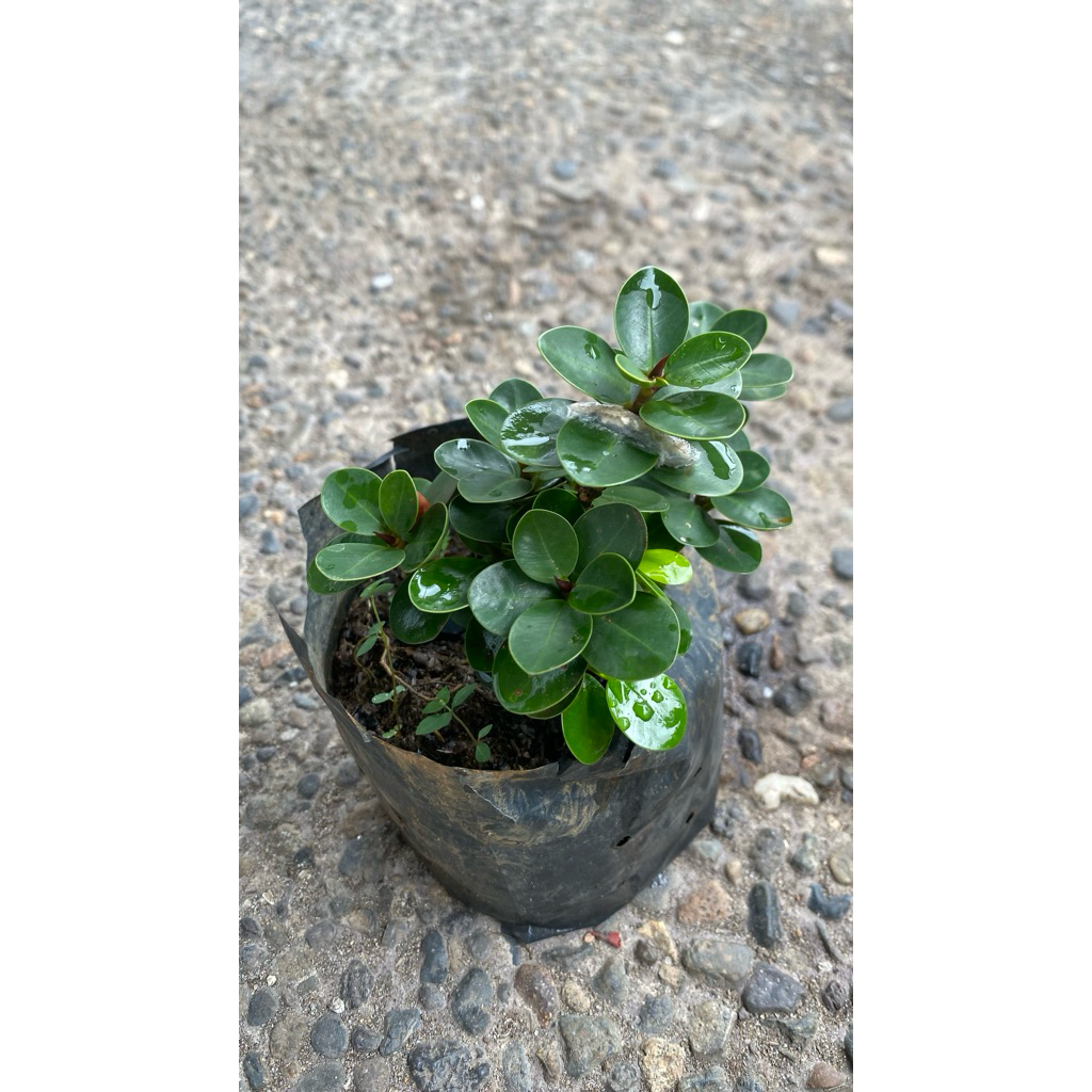 Bibit Bonsai Dolar Mangkok Mikro - Mudah Dirawat, Cocok untuk Sambungan, Tanaman Siap Tanam