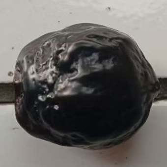 Muncang adu jenisYANTI