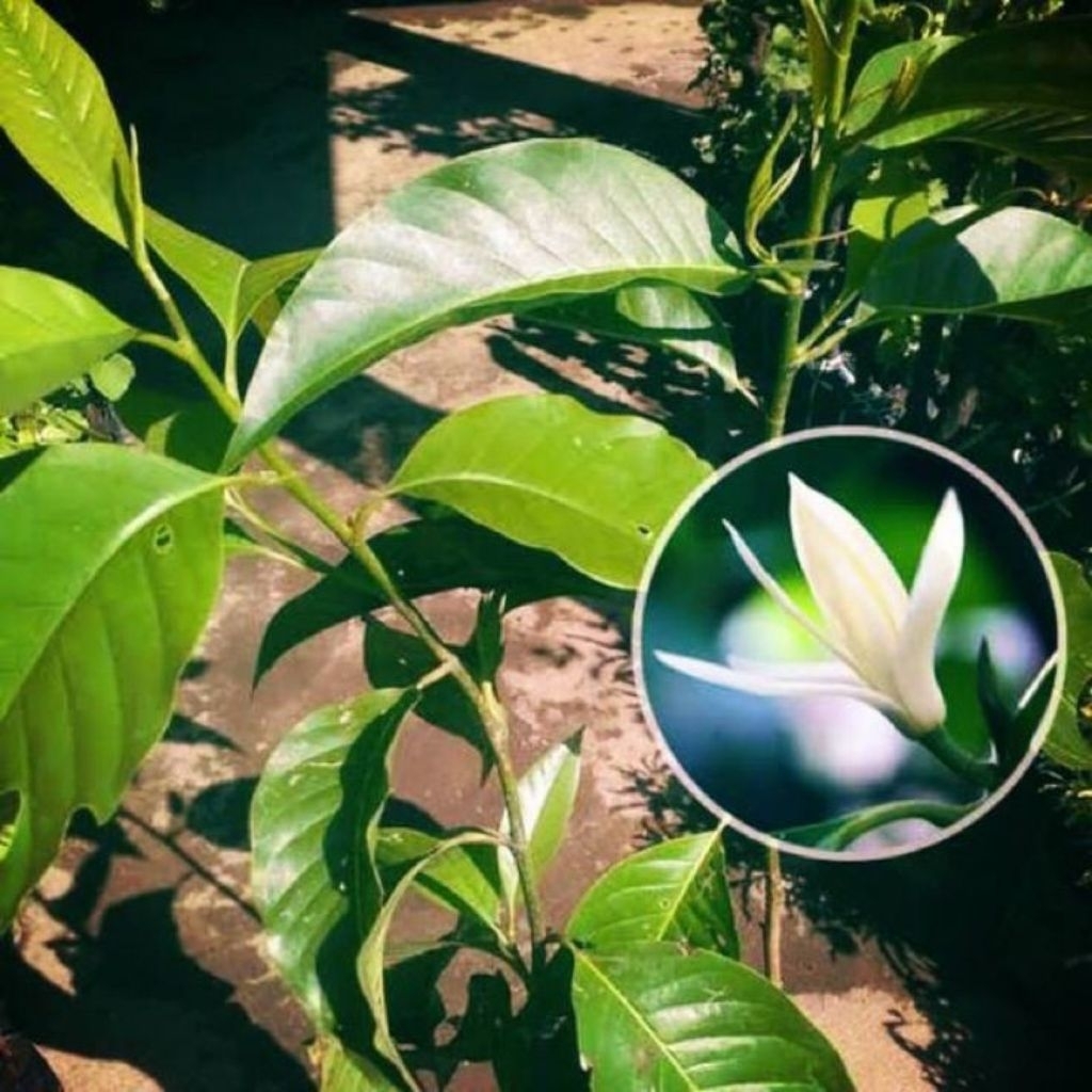 PROMO Bibit bunga kantil paket 10 - Tanaman hias bunga kantil putih