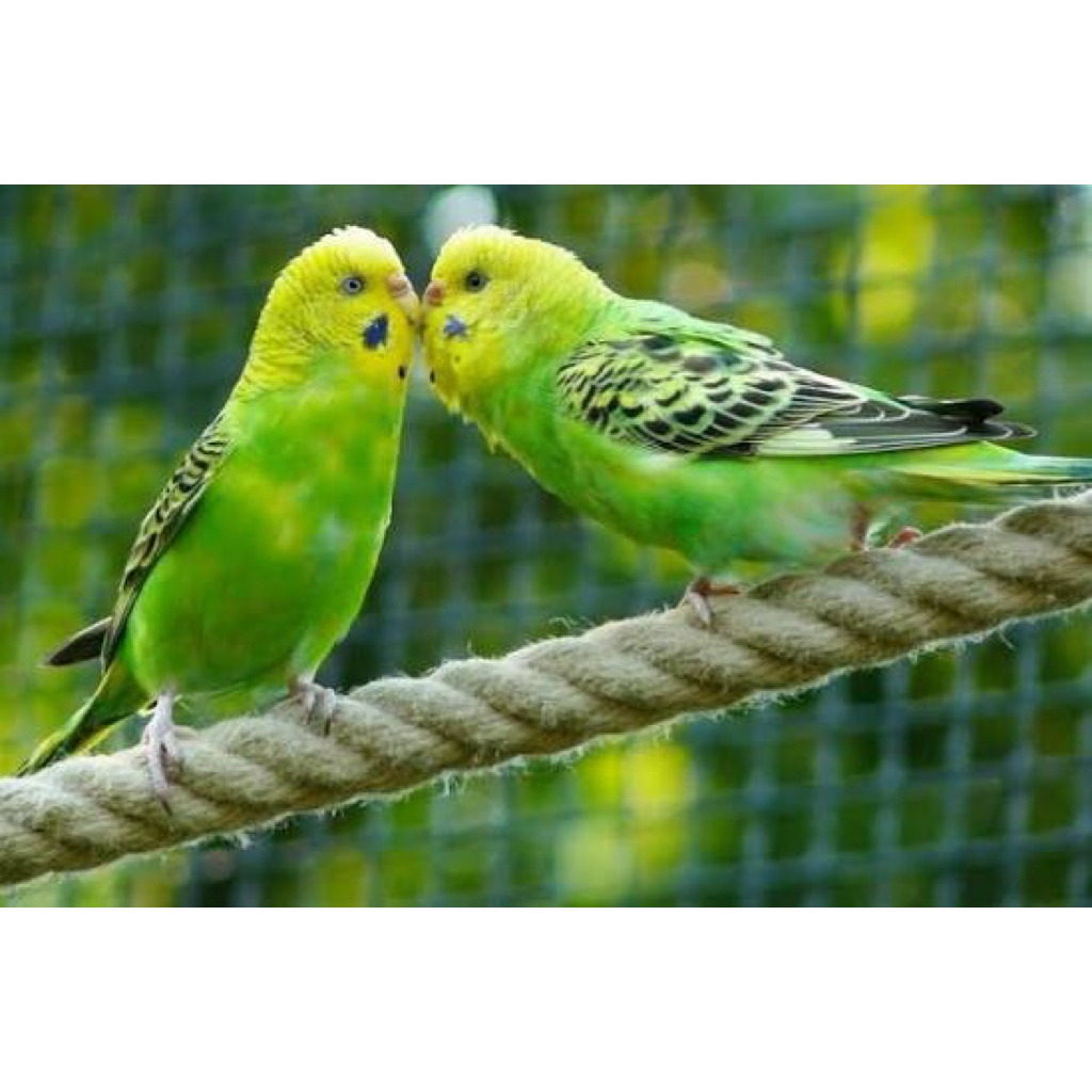 Burung Parkit Sepasang Indukan