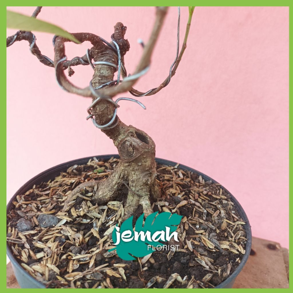 BONSAI KIMENG MAME/MINI BAHAN/BIBIT