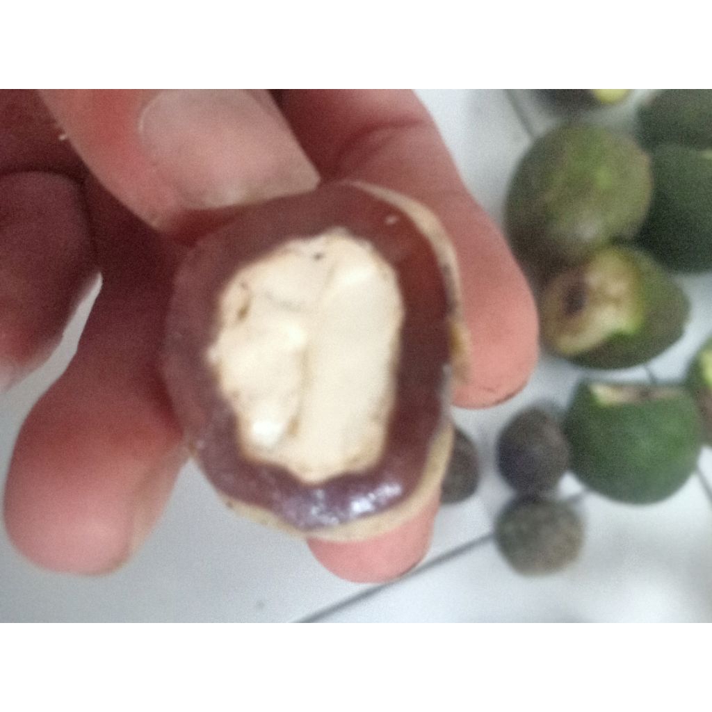 Muncang/Kemiri Asli Garut(Yanti)