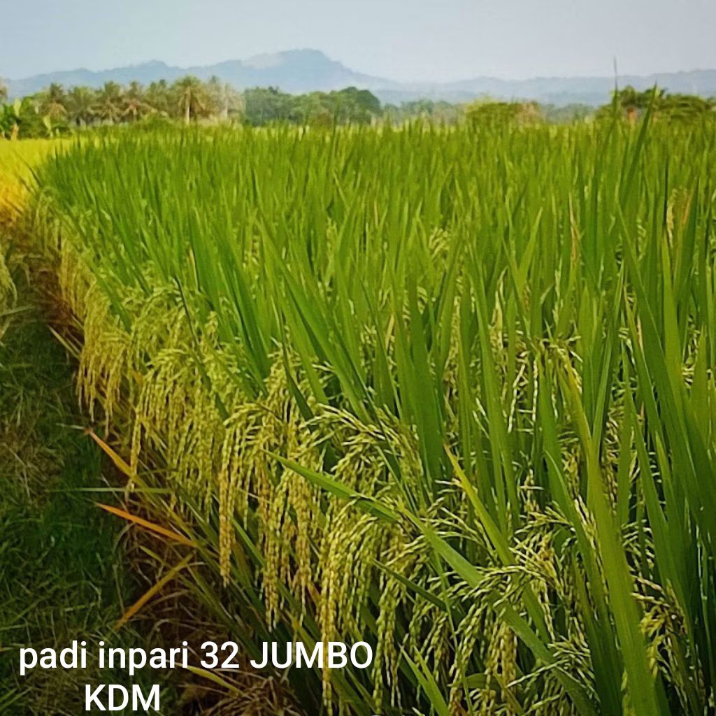 BIBIT PADI INPARI 32 JUMBO KEMASAN 1 KG BINIT PADI UNGGUL