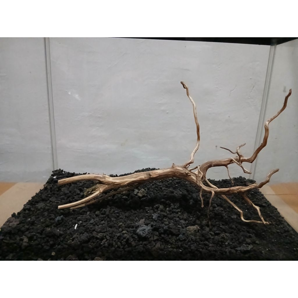 Akar Rasamala Hiasan Aquarium S