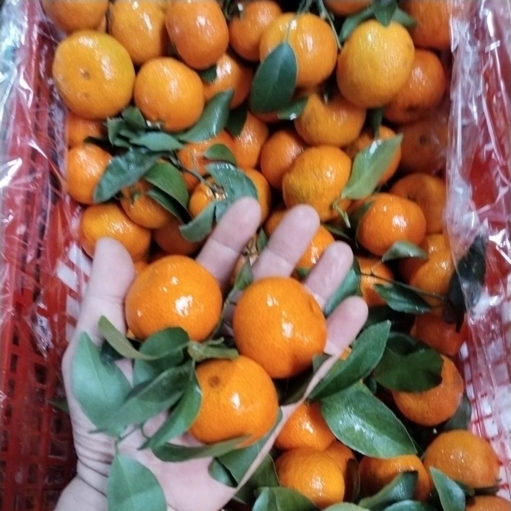 JERUK SANTANG  SANTANG BIRMA MANISS /KERANJANG
