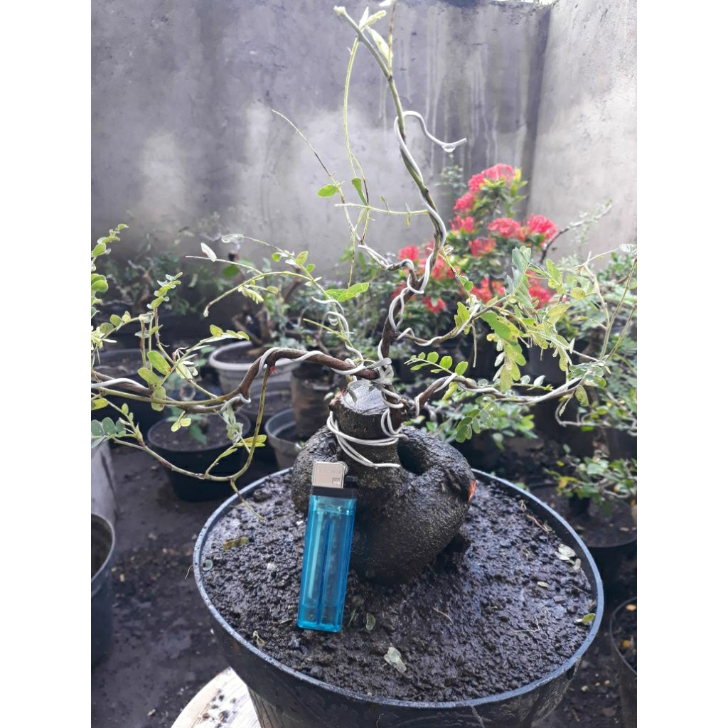 Bonsai Asem Jawa Bogel Bahan Meliuk Expresionis