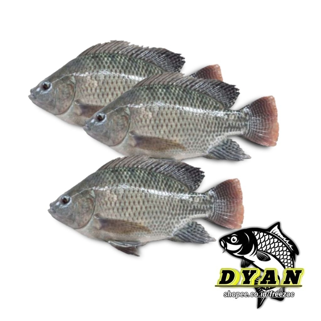 ikan jaer/nila hitam Segar 500 gr - 1kg isi 4-5 ekor