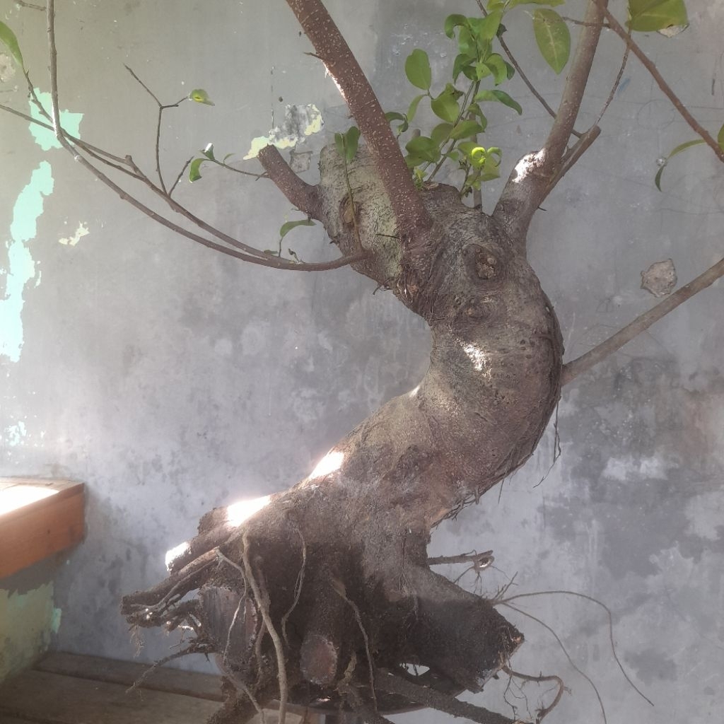 Bahan Bonsai Iprik / Ficus Retusa ( Real Pict )