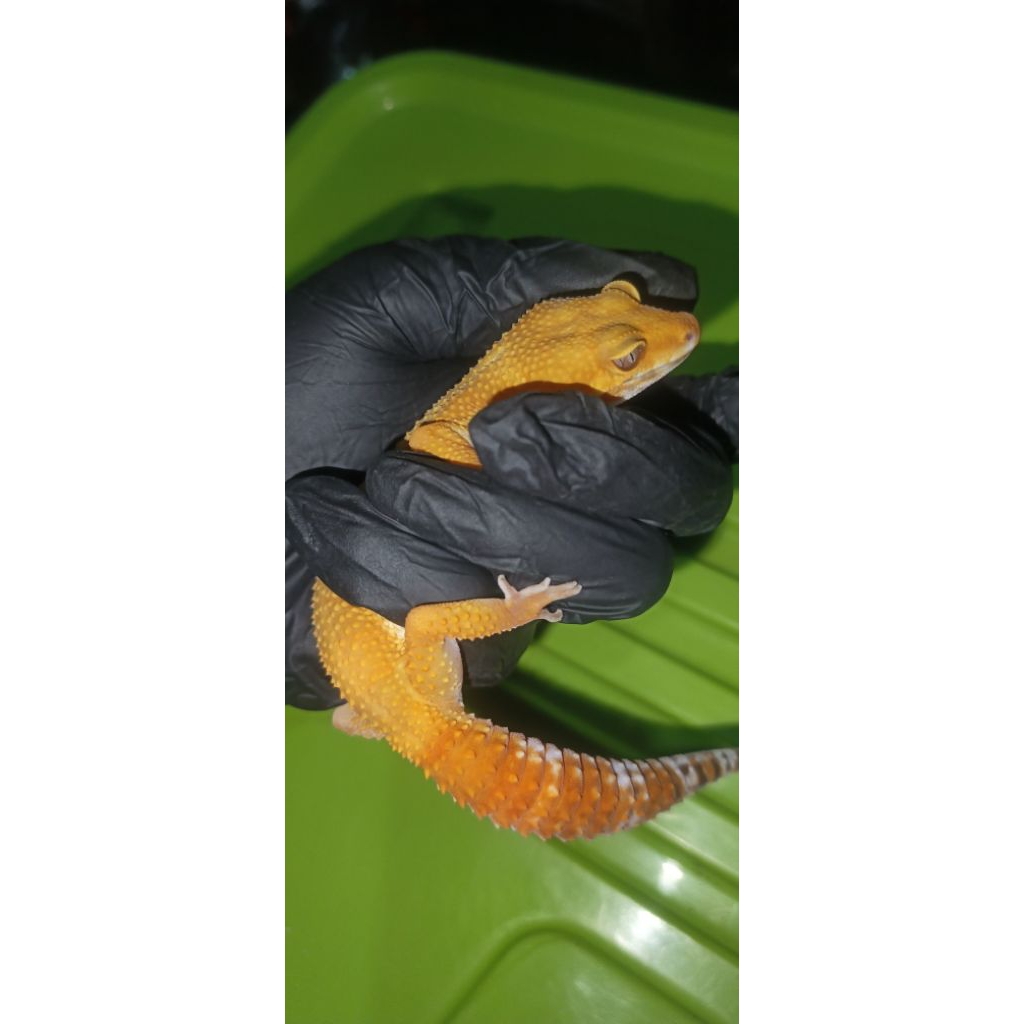 Termurah Gecko Sunglow