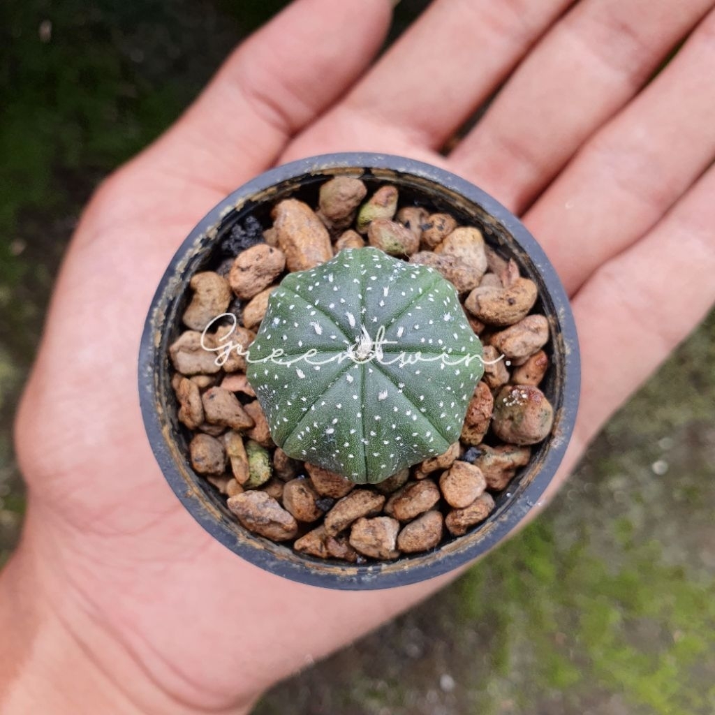 kaktus | astrophytum asterias