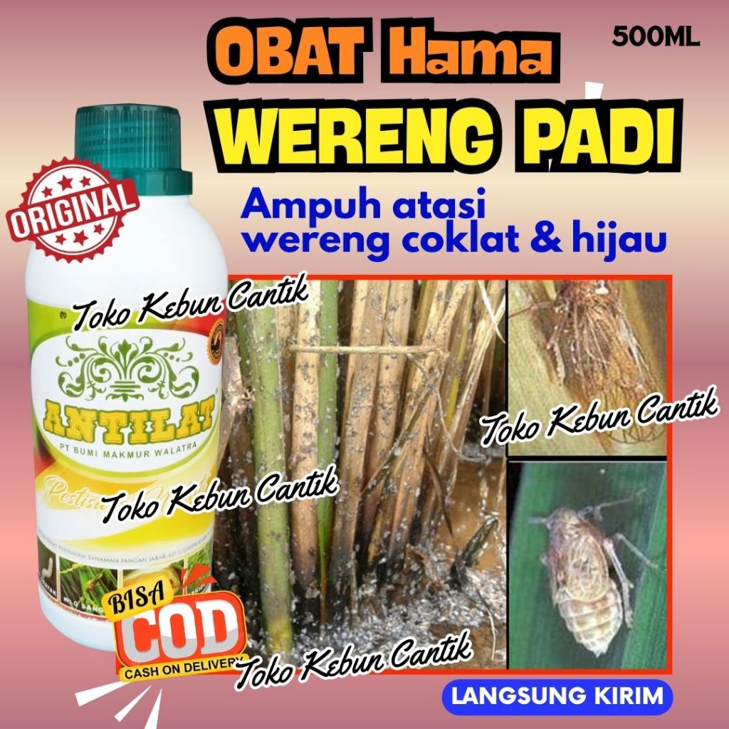 Padi Diserang Wereng Terus? Obat Wereng Padi ANTILAT 500ML Pestisida Nabati Ampuh