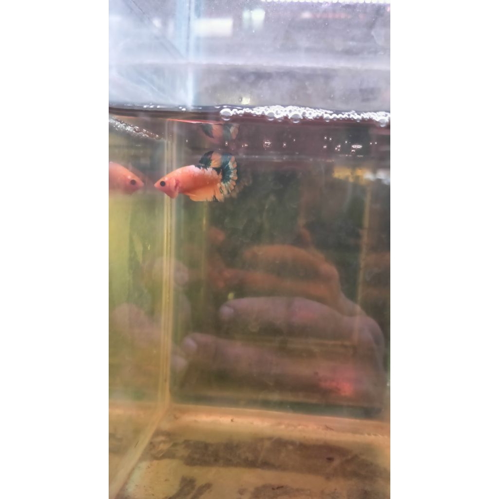 Yellow Hellboy (Khusus Instan/Gojek)