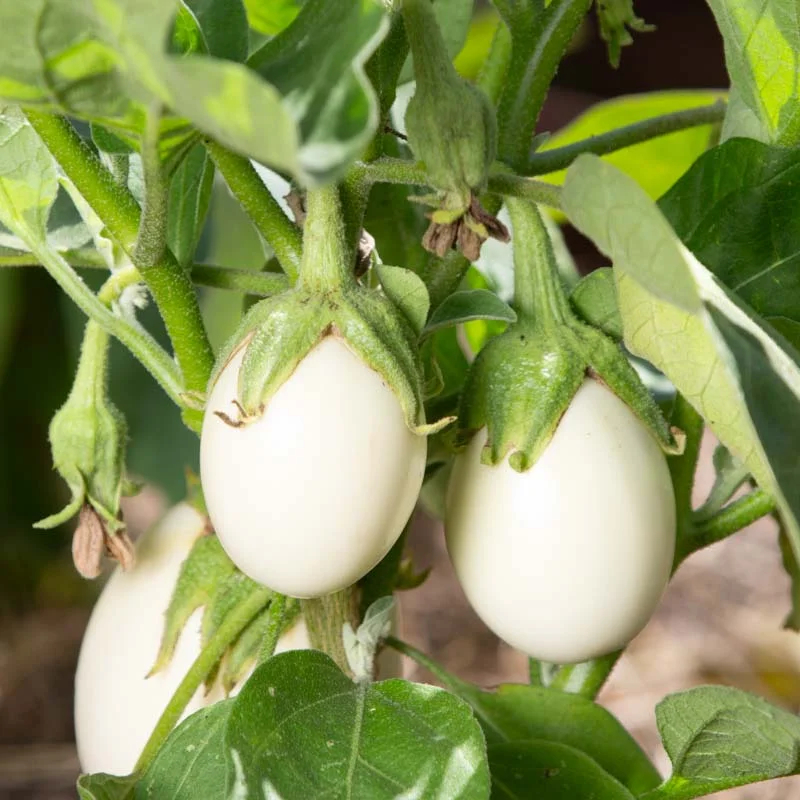 GARANSI - BENIH TERONG BULAT PUTIH