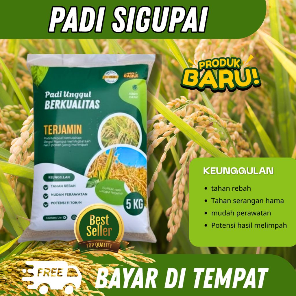 Benih padi Sigupai Kemasan 5kg