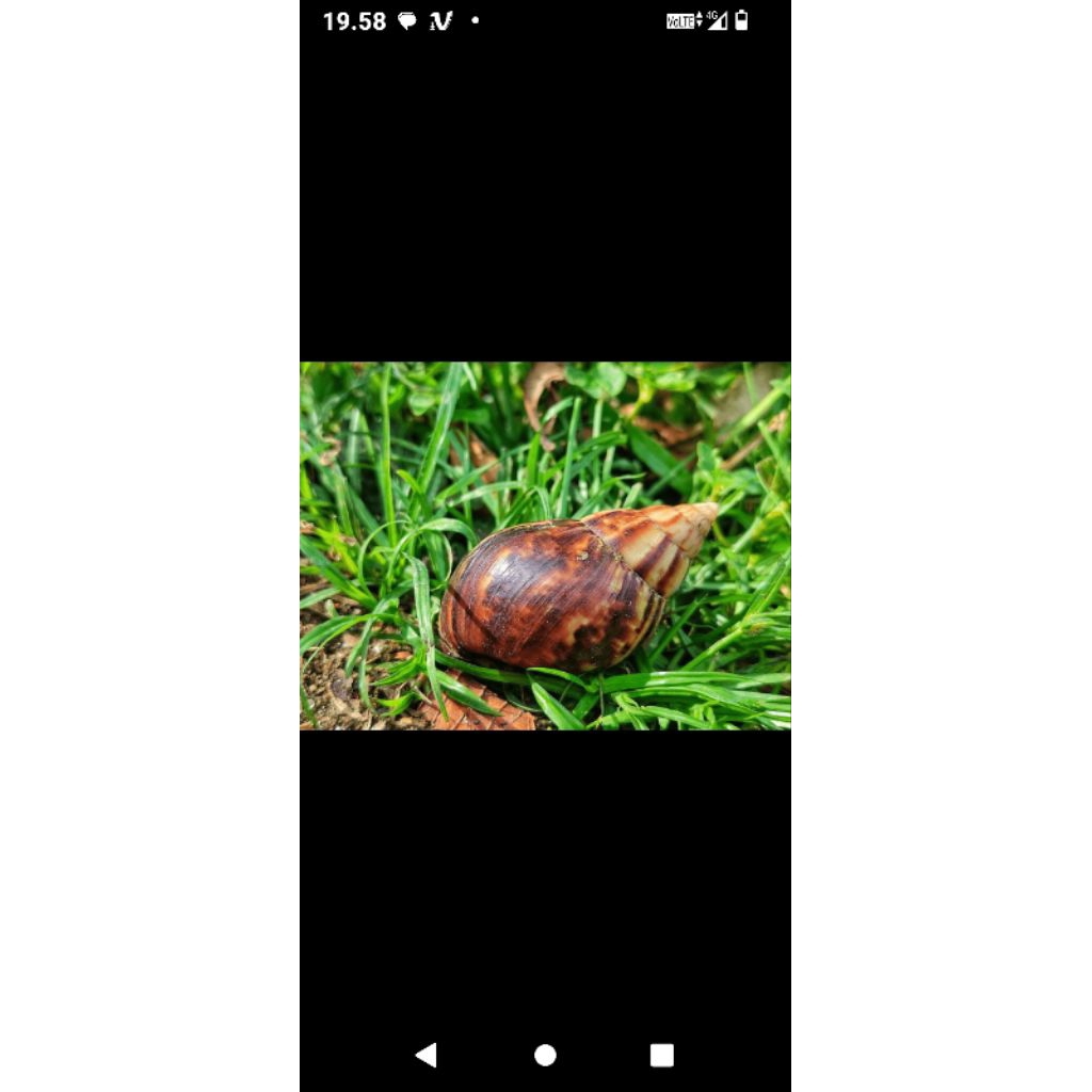 daging bekicot segar