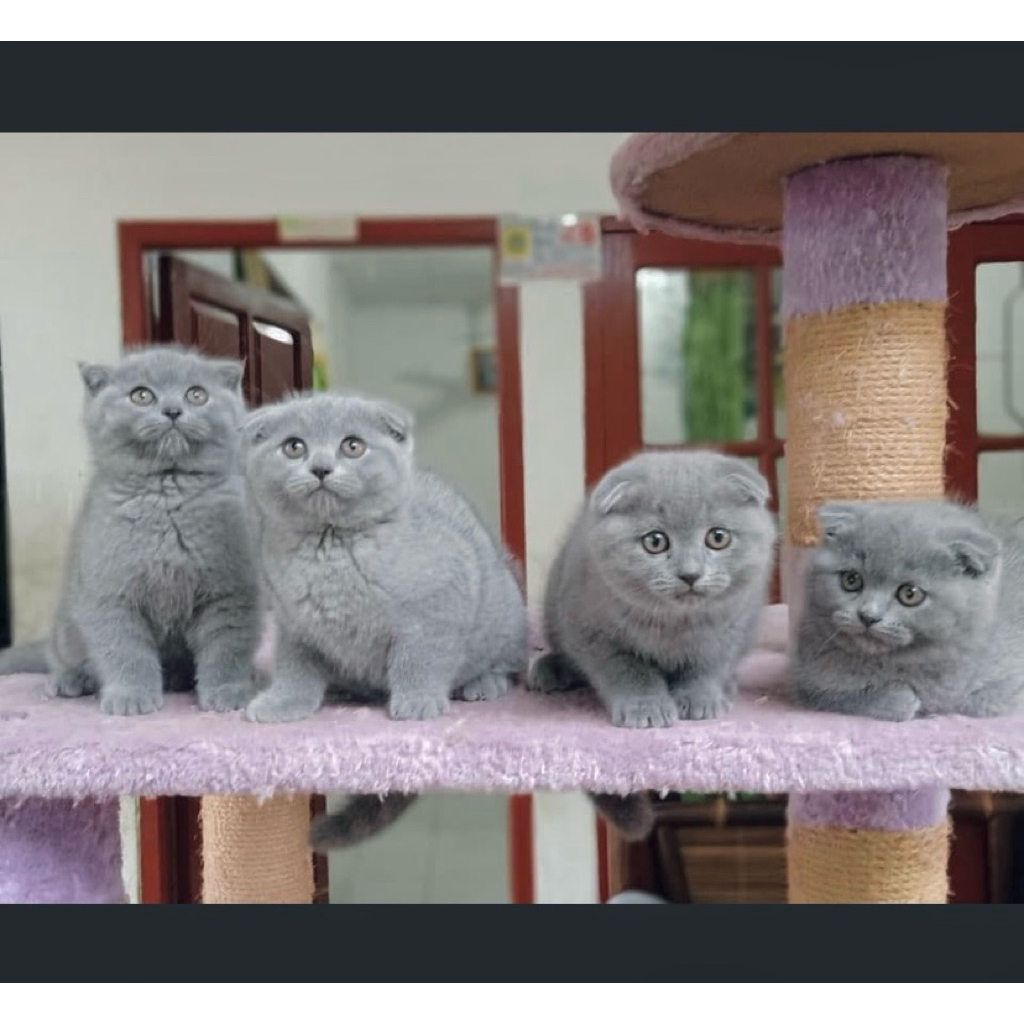SCOTTISH FOLD BRITISH SHORTHAIR