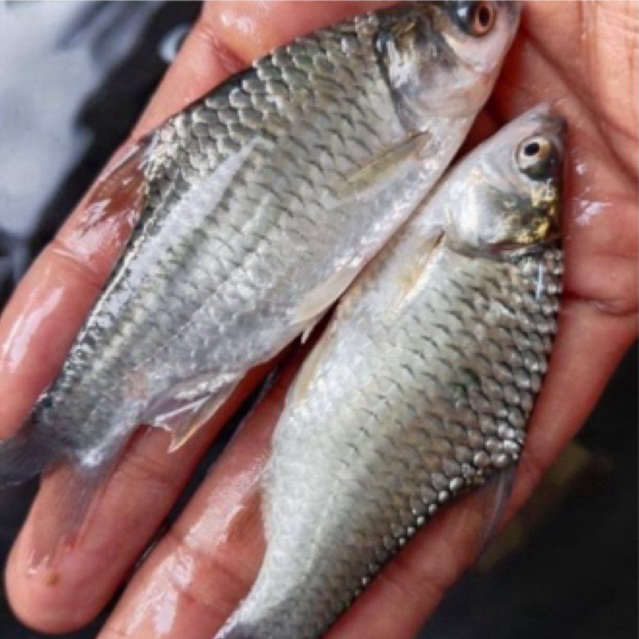 BIBIT ikan tawes sehat berkwalitas size 2 jari up