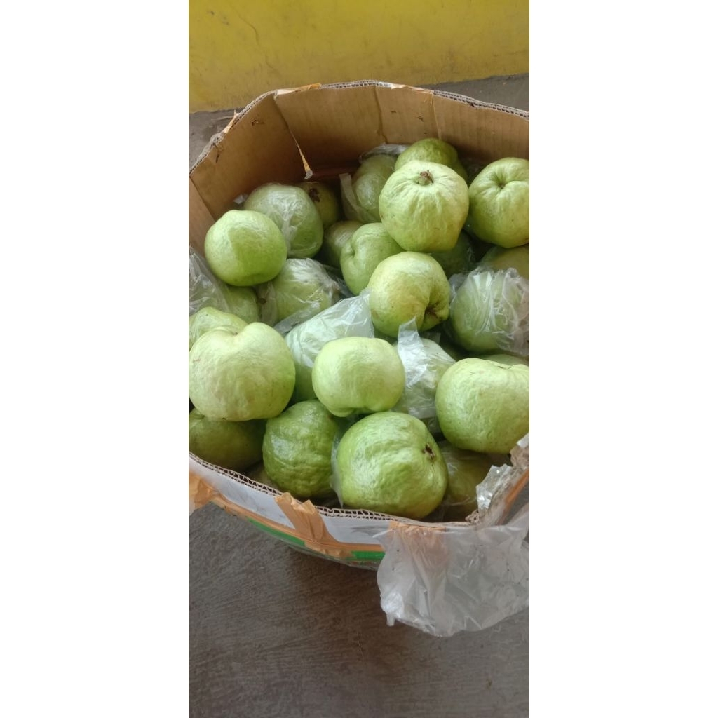 Jambu kristal 1kg murah - Jambu kristal