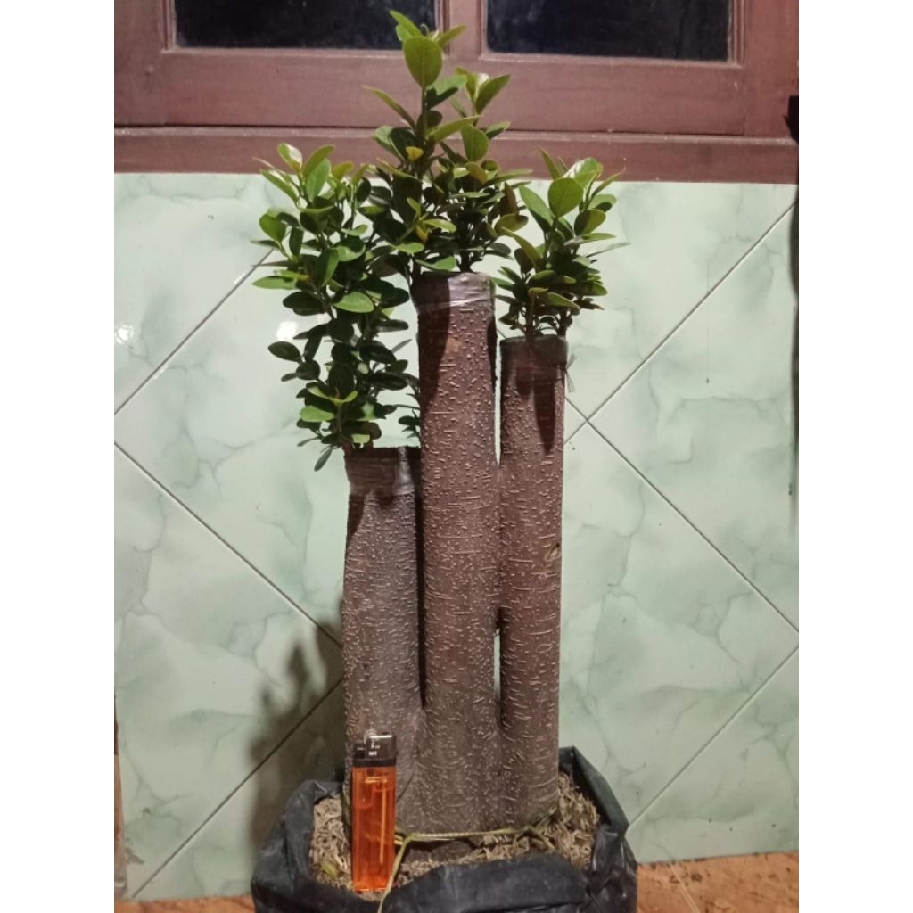 Bonsai dolar mangkok pucuk merah (red bowl), real pict